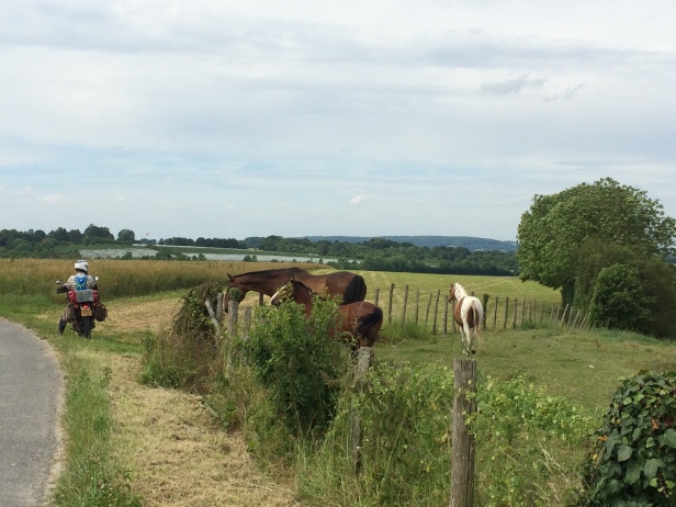 Horses on a country lane